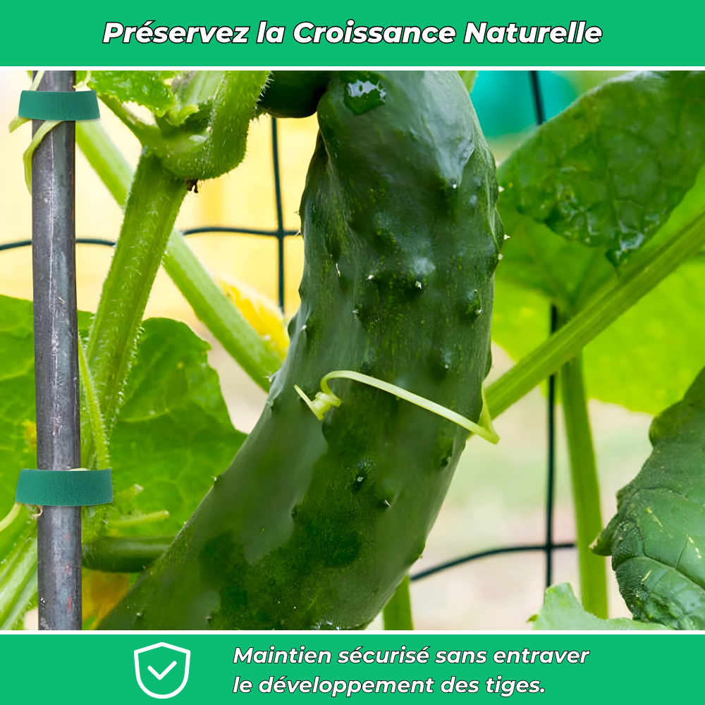 Fixations Ajustables pour Plantes – Soutien et Protection Optimale pour Croissance des Plantes